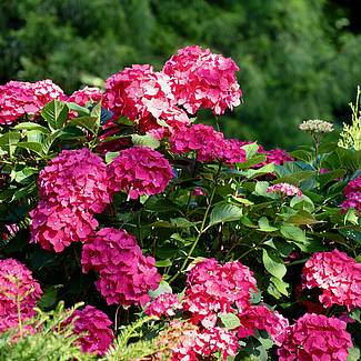 Holtenau Ansichten 1 - Hortensie Hortensie